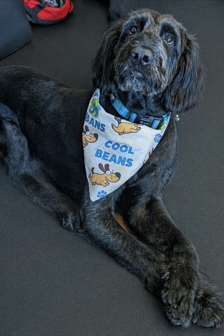 Entry image for Cobea. Clicking this image will show a larger photo