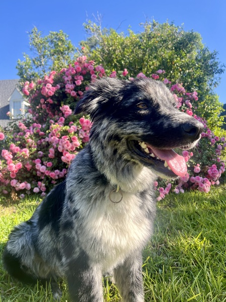 Entry image for Asher Bartolo. Clicking this image will show a larger photo