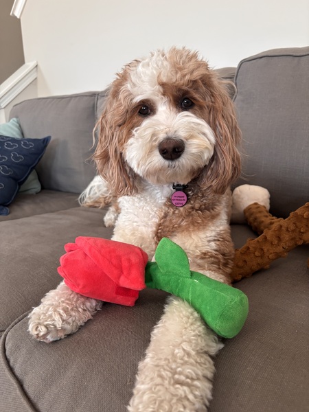 Entry image for Goldie Goodson. Clicking this image will show a larger photo