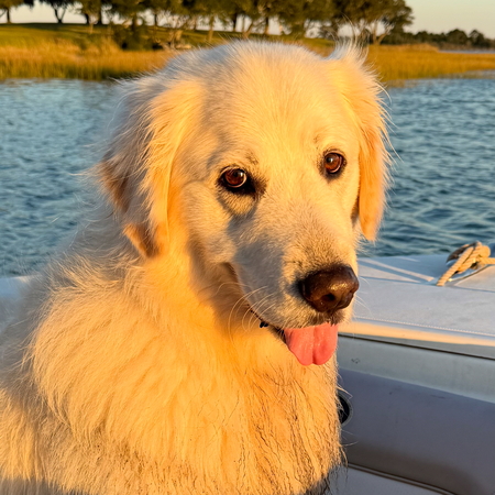 Entry image for Sailor. Clicking this image will show a larger photo