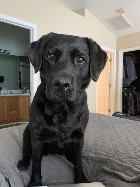 Entry image for Willa. Clicking this image will show a larger photo