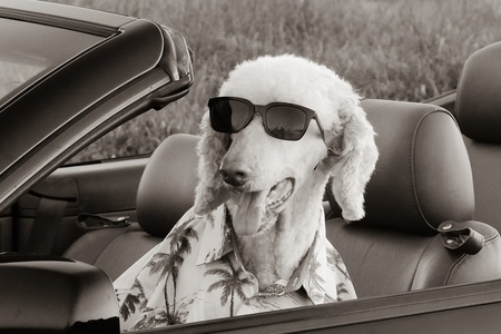 Entry image for Hansen. Clicking this image will show a larger photo