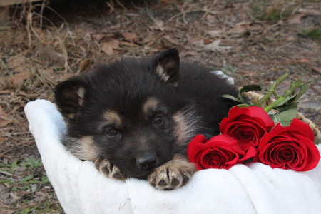 Entry image for Takoda. Clicking this image will show a larger photo