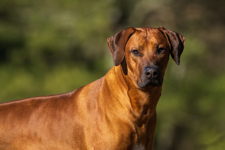 Entry image for Mackerel- “Mac”. Clicking this image will show a larger photo