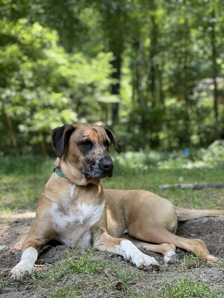 Entry image for Harley . Clicking this image will show a larger photo