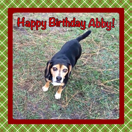 Entry image for Abby . Clicking this image will show a larger photo