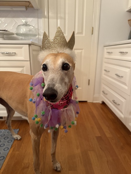 Entry image for Lido. Clicking this image will show a larger photo