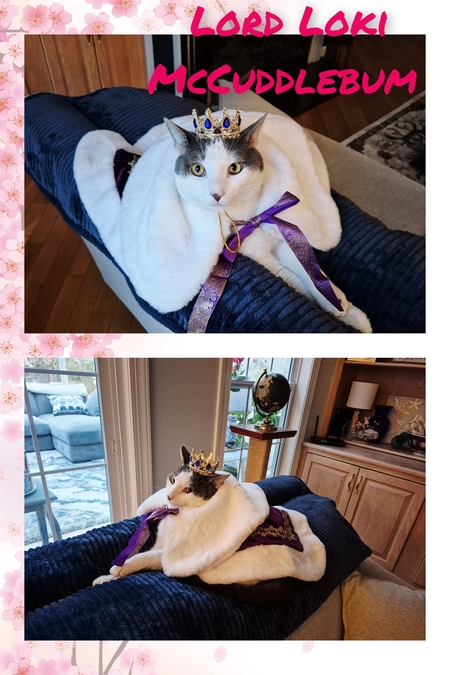 Entry image for Lord Loki McCuddlebum. Clicking this image will show a larger photo