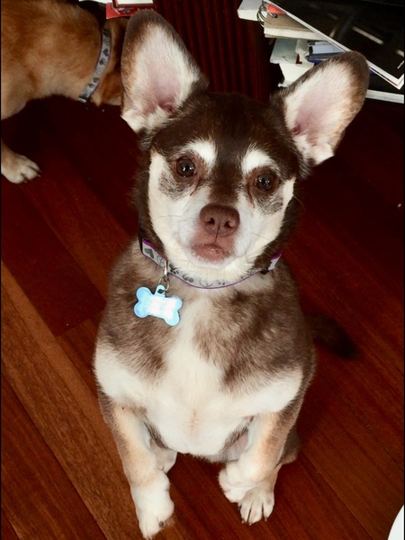 Entry image for Boomer aka Boom Boom. Clicking this image will show a larger photo