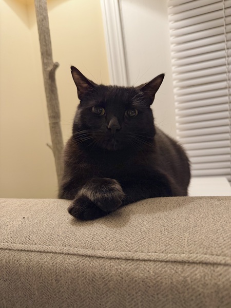 Entry image for Remy The Catatouille. Clicking this image will show a larger photo