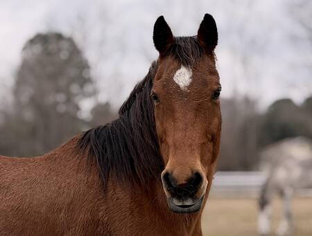 Entry image for Apollo. Clicking this image will show a larger photo
