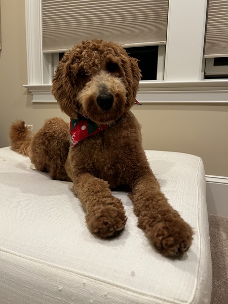 Entry image for Maggie . Clicking this image will show a larger photo