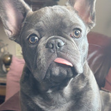 Entry image for Teddy