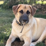 Entry image for Koko