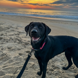 Entry image for Parker 