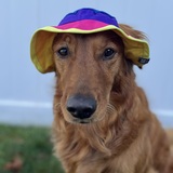 Entry image for Bailey