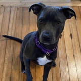 Entry image for Lady