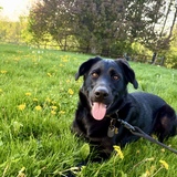 Entry image for Koda