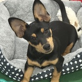 Entry image for Mason