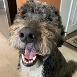 Entry image for Wally