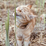 Entry image for Jonesy