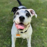 Entry image for Cricket