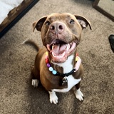 Entry image for Luna