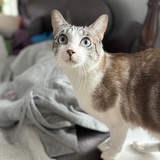 Entry image for Merlin Jasper Parham 