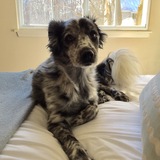 Entry image for Sophie