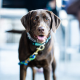 Entry image for Roxy