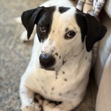 Entry image for Bubba