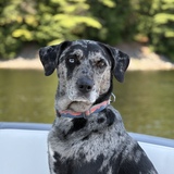 Entry image for Ellie