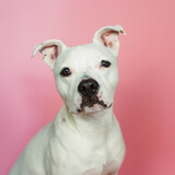 Entry image for Flip Cup 