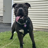 Entry image for Pretzel