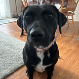 Entry image for Bailey