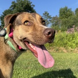 Entry image for Zena