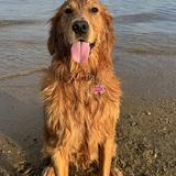 Entry image for Ruby