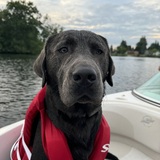 Entry image for Astro