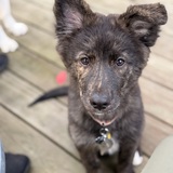 Entry image for Renn