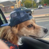 Entry image for Ozzy