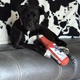 Entry image for Faith