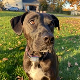 Entry image for Cocoa