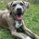 Entry image for Finnegan