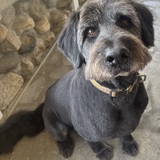 Entry image for Bush