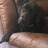 Entry image for Kozbo