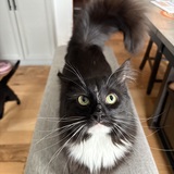 Entry image for Juniper