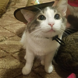 Entry image for Loki 