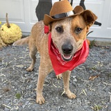 Entry image for Cowboy from Lucky Puppy Rescue