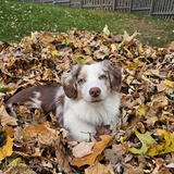 Entry image for Coco