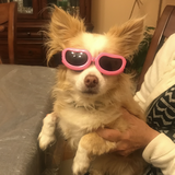 Entry image for Pumpkin